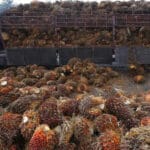 Indonesia Palm Oil News: Crude palm oil excluded from Indonesia export ban |  International Business News