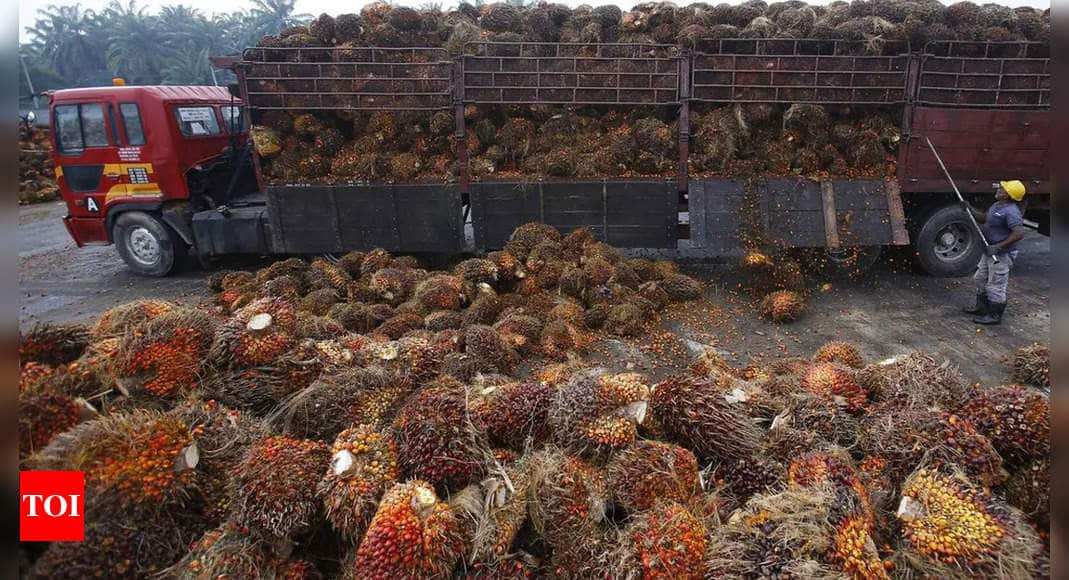 Indonesia Palm Oil News: Crude palm oil excluded from Indonesia export ban |  International Business News