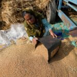 India bans wheat exports, cites food security and soaring prices |  News