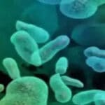 Kerala: Shigella infection caused Kasaragod food poisoning, says health department |  Kozhikode News