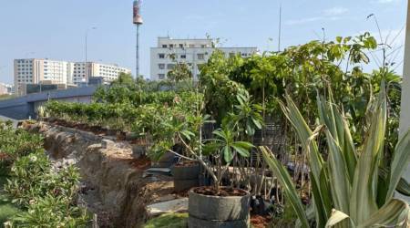 Urban agriculture can help make cities sustainable and liveable