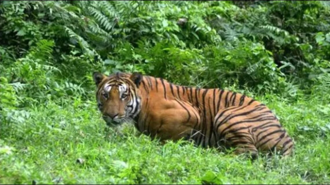 Tiger strikes again in Lakhimpur Kheri, kills 13-yr-old boy