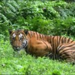 Tiger strikes again in Lakhimpur Kheri, kills 13-yr-old boy