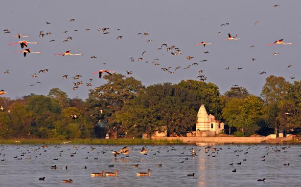 Udaipur’s ‘bird village’ set to be declared wetland