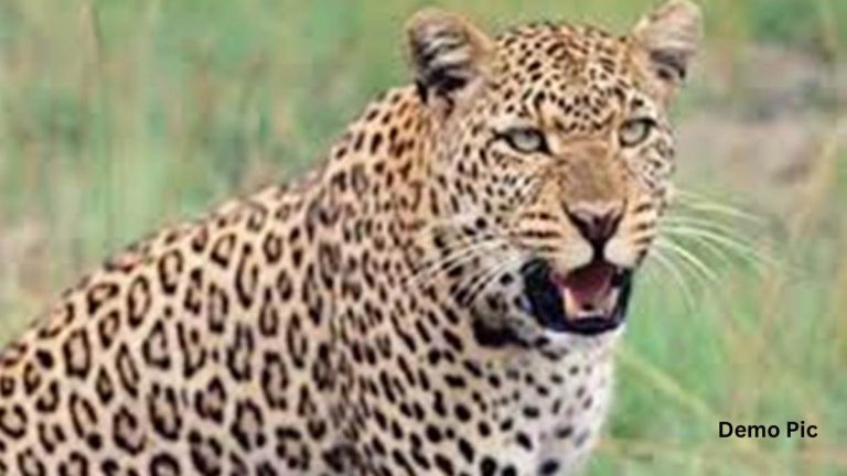 Burhanpur News: Leopard seen in Hatnoor, panic among villagers, not even going to fields
