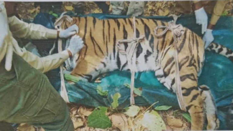 Sagar News: Two tigers arrived in Veerangana Durgavati Tiger Reserve from Bandhavgarh, number increased.